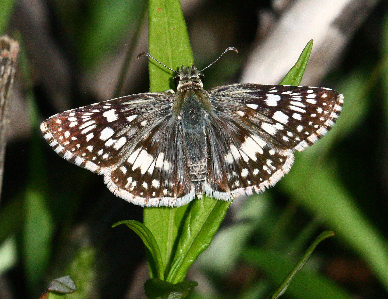Texas Butterflies of Carolyn Ohl CheckeredSkipper, Common
