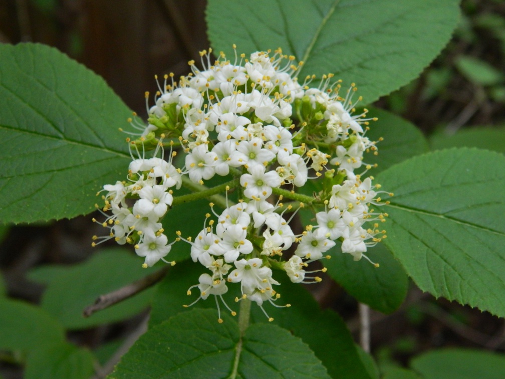 Snowball Viburnum Viburnum Macrocephalum Photos