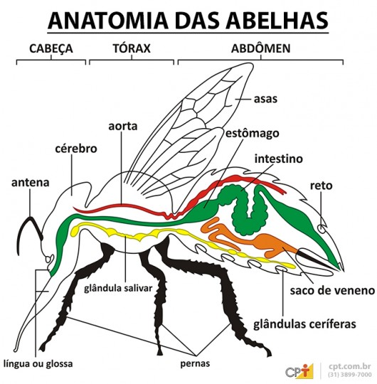 ANATOMIA E FISIOLOGIA DAS ABELHAS SEM FERRÃO Laboratorio de Anatomia e Fisiologia Animal LAFA