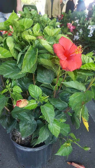 baltimore-farmers-market-hibiscus