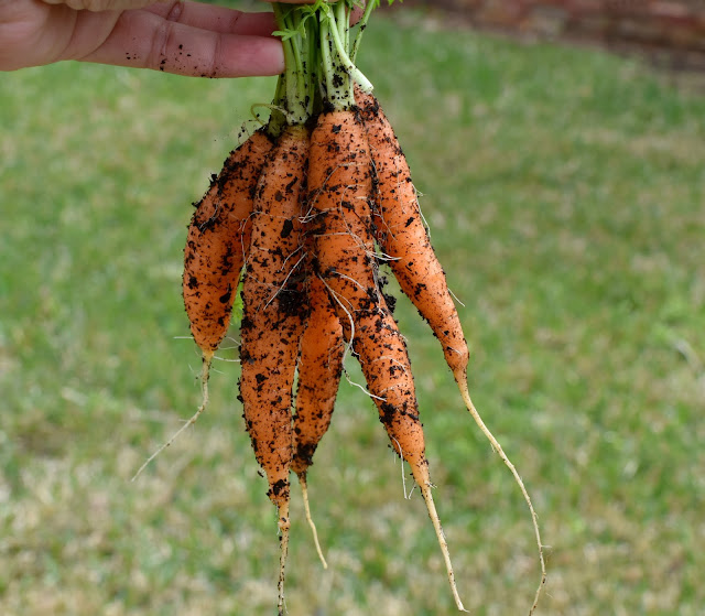 Growing carrots- fresh harvest