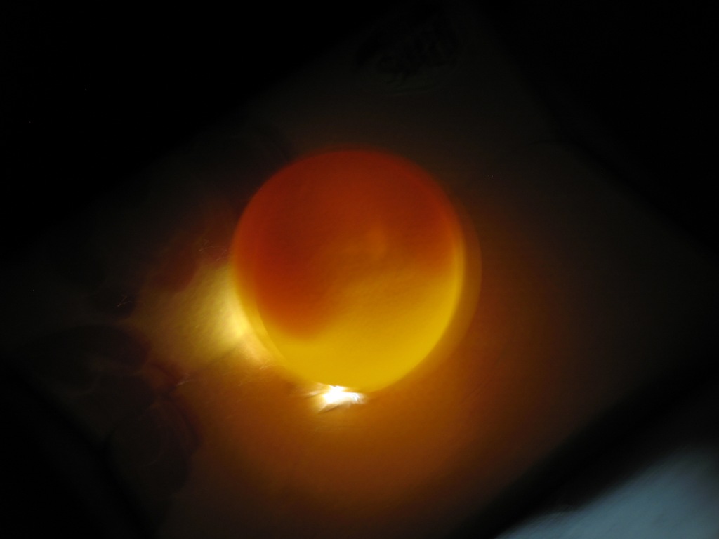 Razzberry Corner Candling of Guinea Eggs