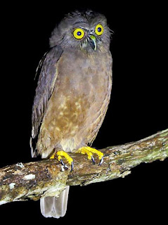 Hume's hawk-owl - Ninox obscura