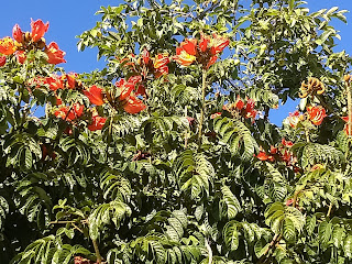 Spathodea campanulata, Tulipán Africano Spathodea campanulata, Tulipán Africano