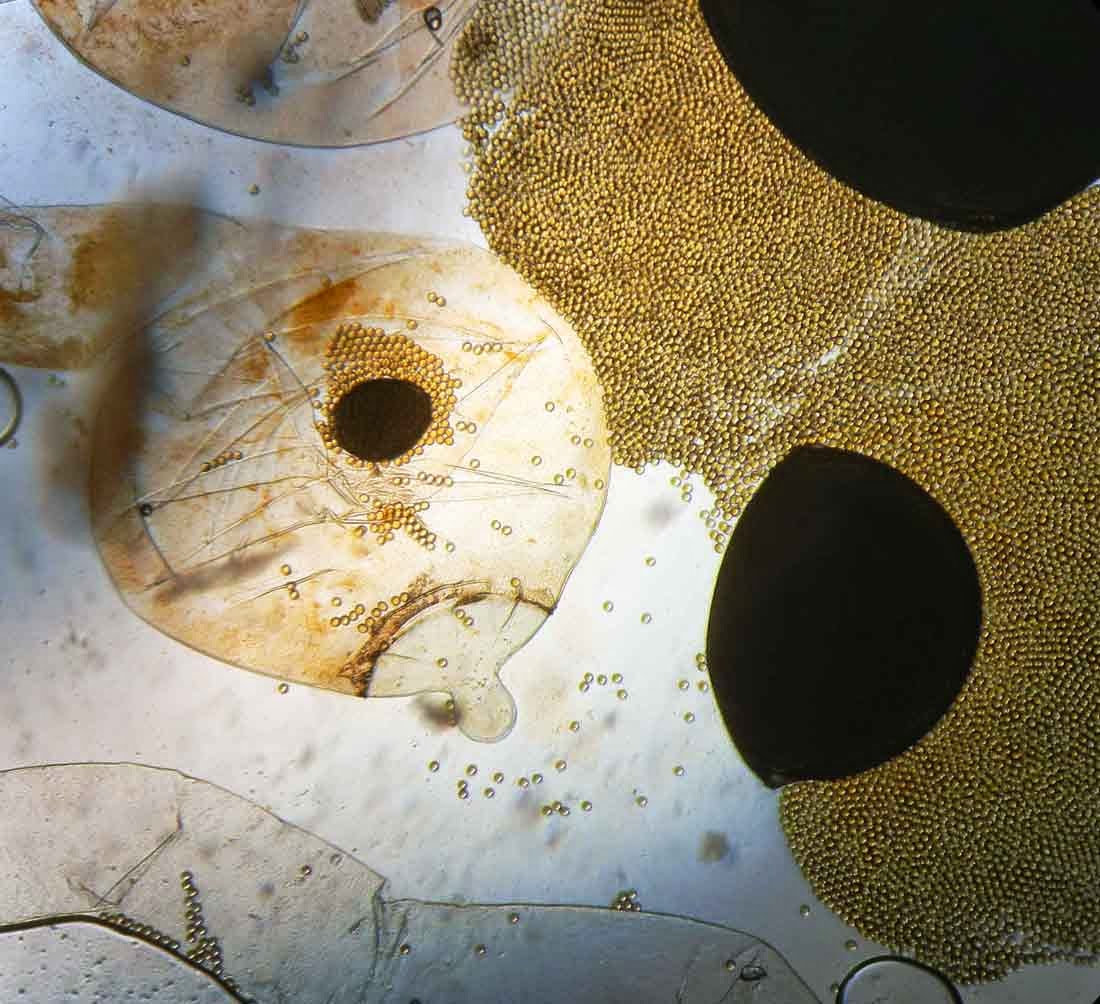 Pilobolus lentiger mammiform columellae
