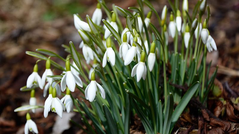 Snowdrops! Welcome Spring