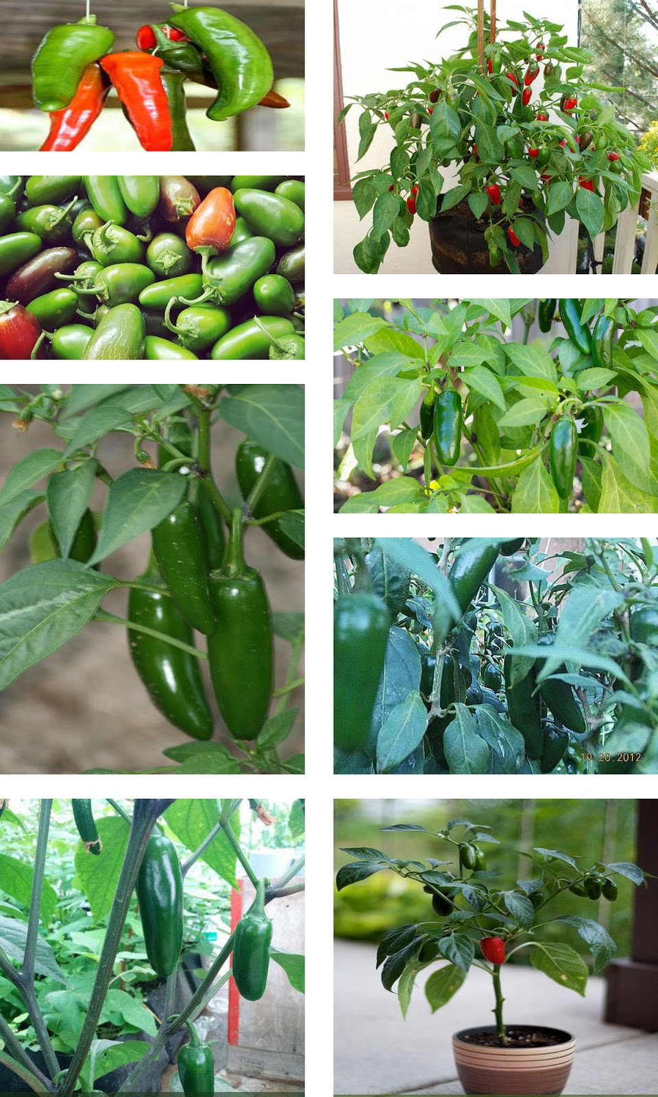 Learn How to Grow Jalapenos Pinterest Gardening