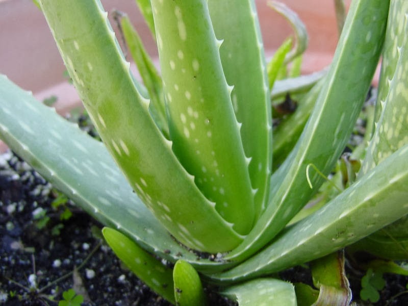 ALOE VERA The Garden of Eaden