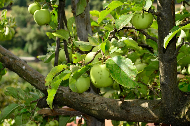 Green Organic Apples