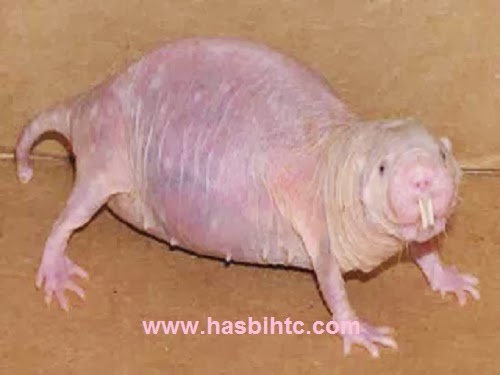Tikus Mondok Tikus Mondok