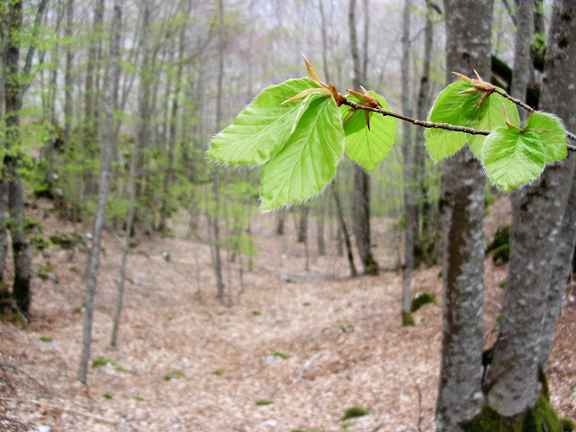 Bosco di Faggio 