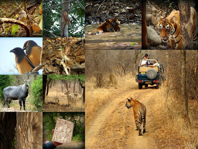 Places You Need To Visit For The Best Wildlife Safari in India