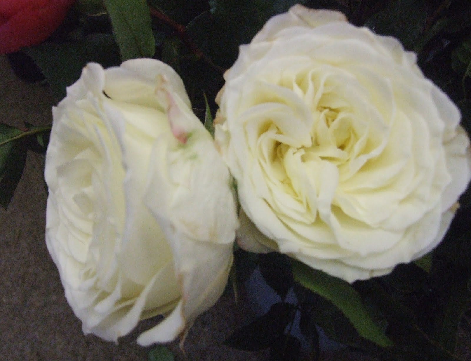 RJ's Florist: Columbian Garden roses