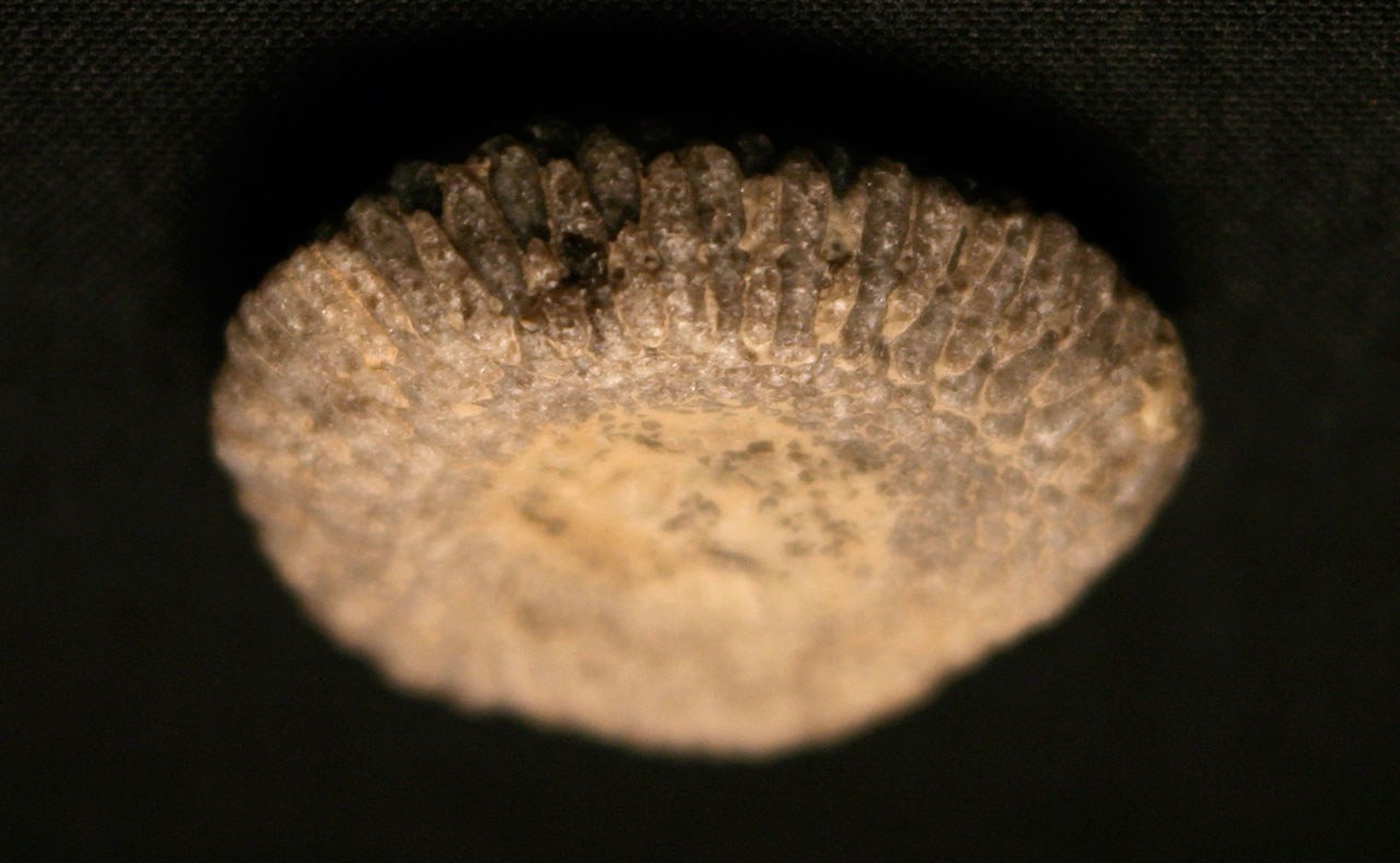 fossilized-discoidal-dasycladacean-alga-Receptaculites-subturbinatus-Waldron-Shale-Bartholomew-County-Indiana-USA-Silurian-Period-Wenlockian-side-view.jpg
