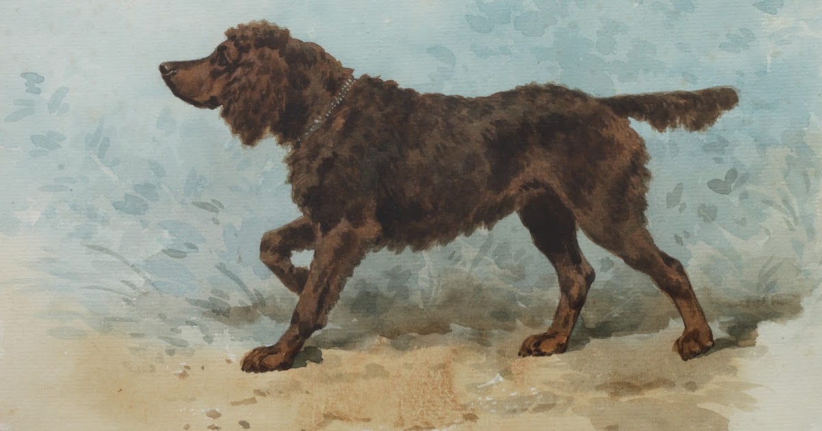 Tweed Water Spaniel
