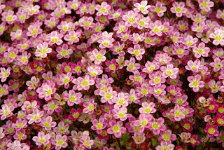 http://fotobabij.blogspot.com/2015/04/skalnica-arendsa-rosea-saxifraga.html