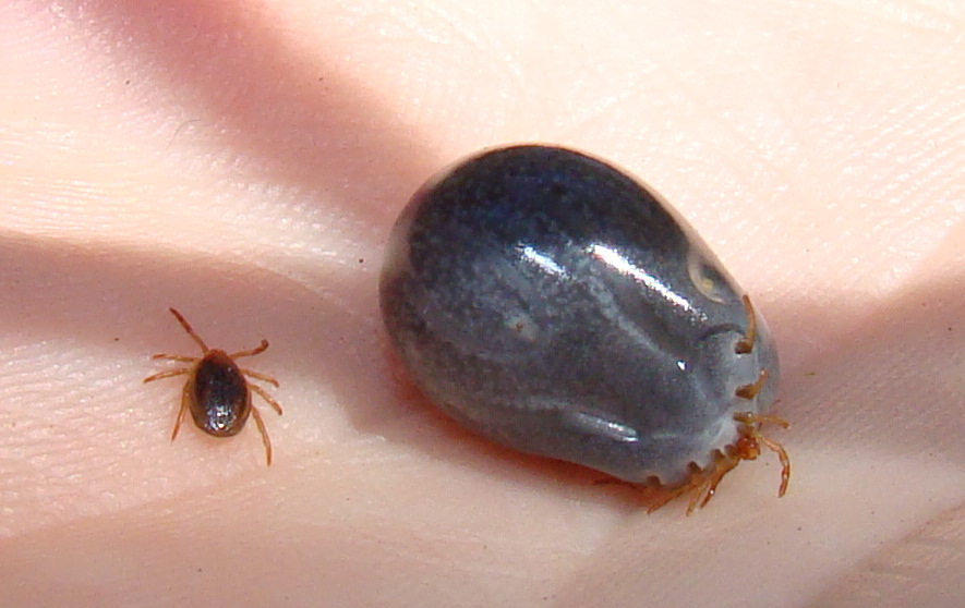 Survival Goddess Two Ways To Safely Remove Ticks