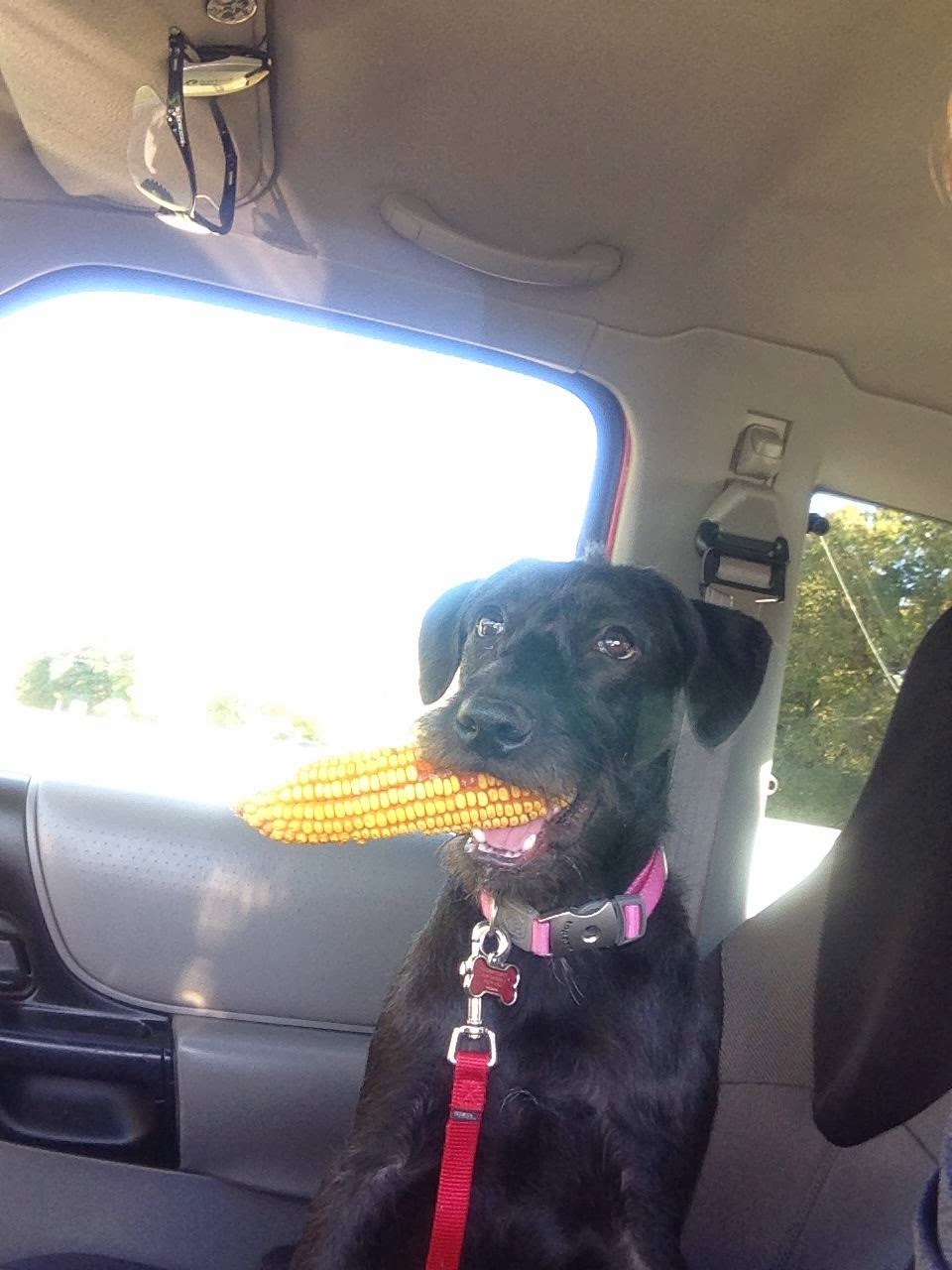 Cute dogs - part 8 (50 pics), dog chews a corn cob