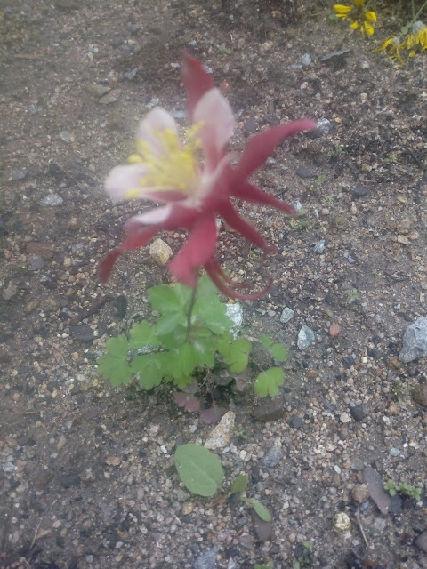 Aquilegia