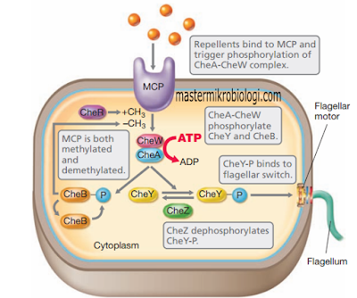 transduksi sinyal flagela bakteri