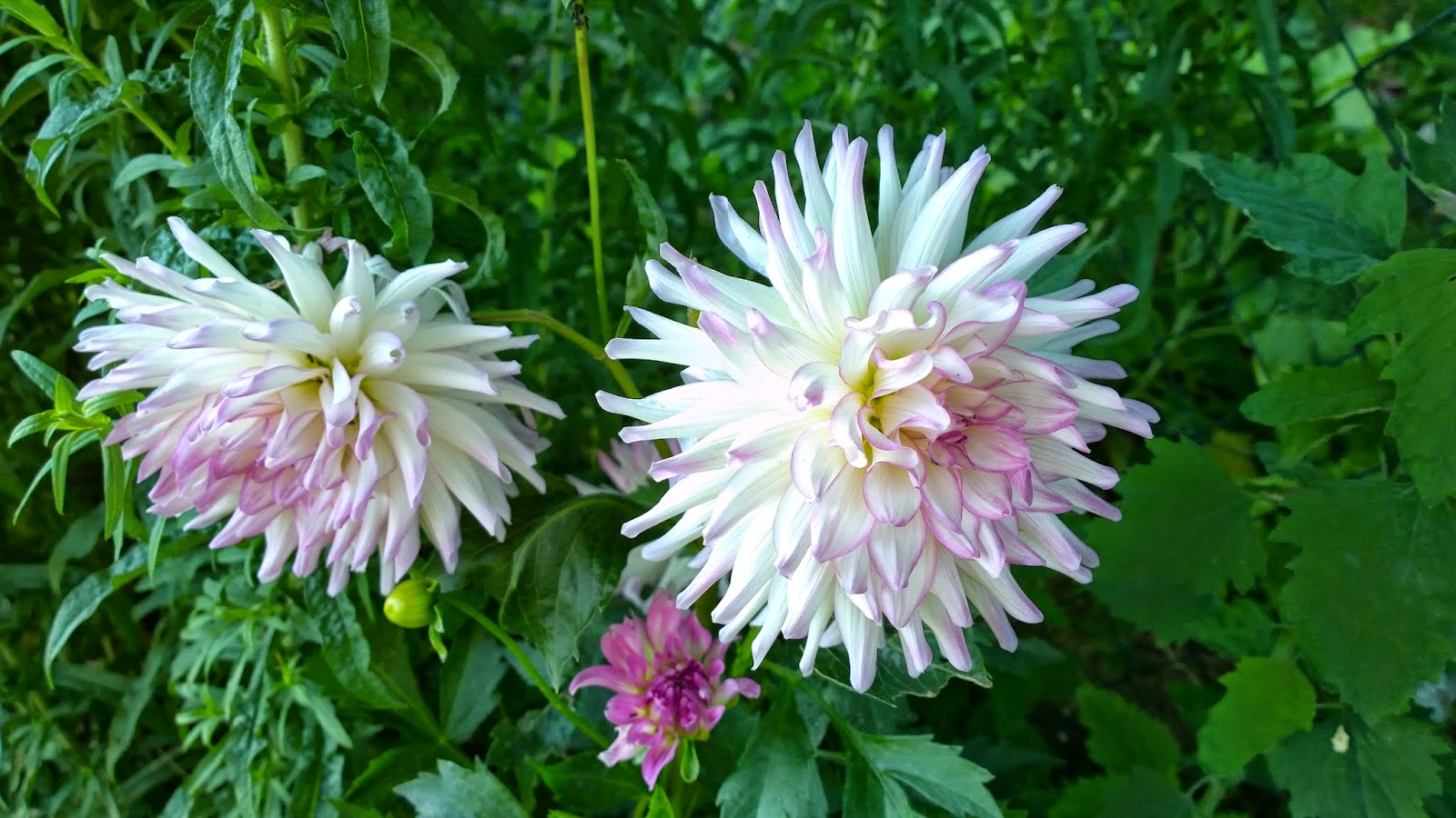 Dahlienblüten (c) by Joachim Wenk Dahlienblüten (c) by Joachim Wenk