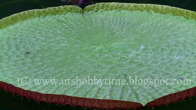 water lily leaf photos