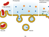Endocytosis Diagram Endocytosis Diagram