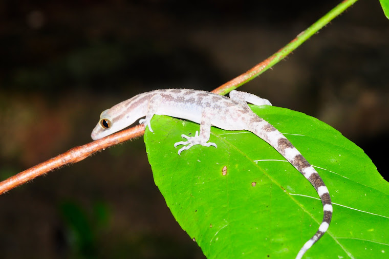 Cyrtodactylus  quadrivirgatus Taylor,1962