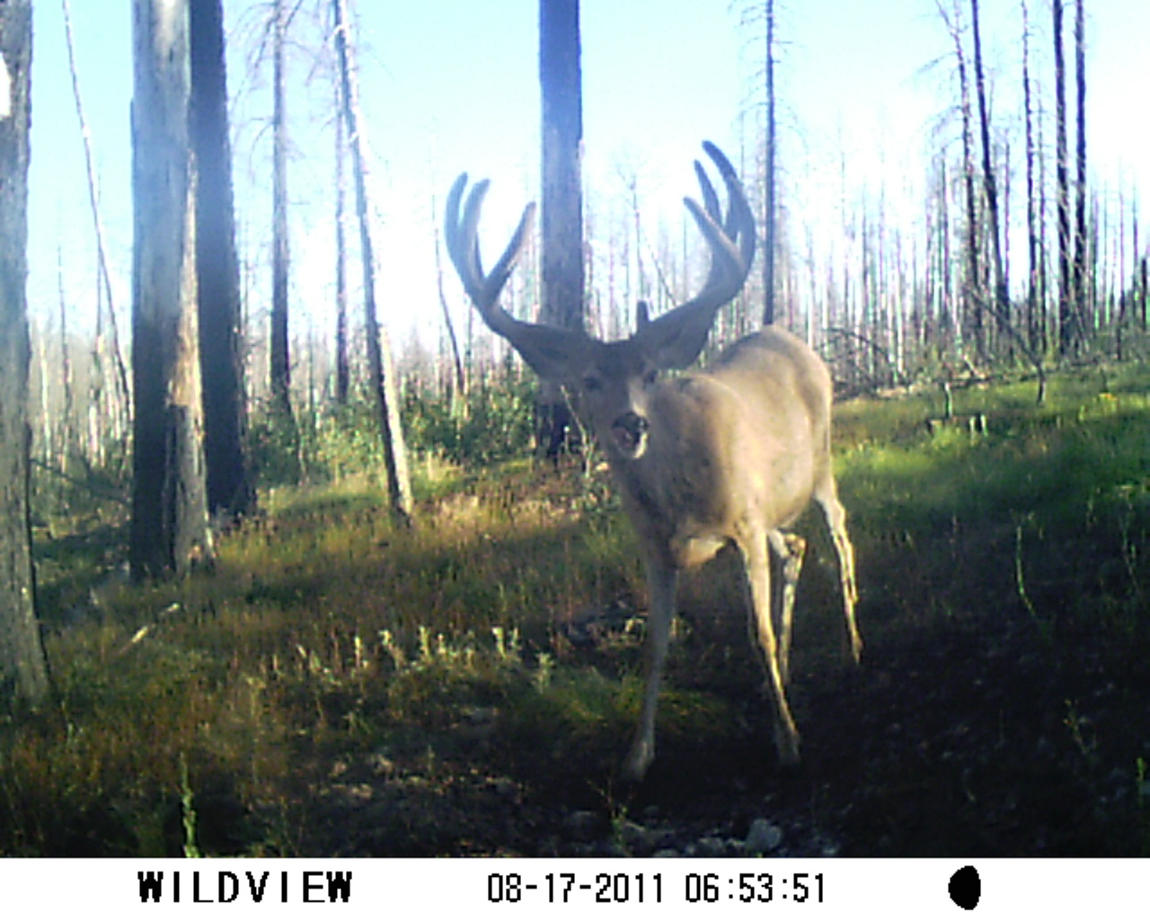 Timberland Outfitters Archery Mule Deer hunts in Arizona's Kaibab and