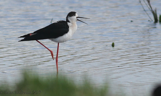 Black winged Stilt at Vange Marsh RSPB in Essex Black%2Bwinged%2BStilt%2B7