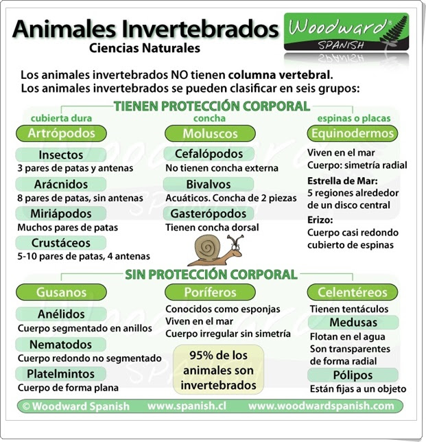 "Animales invertebrados" (Infografía de Ciencias Naturales de Primaria)