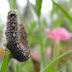     If you look at the caterpillar of the forest tent caterpillar moth ( Malacosoma disstria ) with a little imagination you can see somethi...