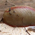 Si jamais vous trouvez cette bestiole dans votre maison, vous aurez d'énormes problèmes!