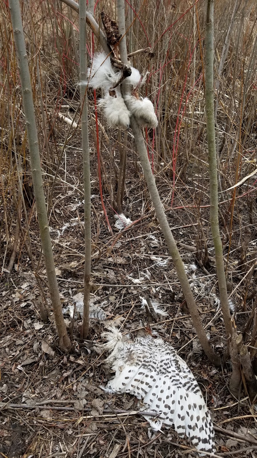 Friends Of Sam Smith Park Sad Day In The Park Snowy Owl Found Dead