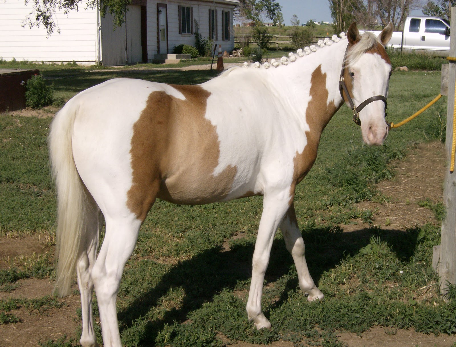 Bit of Honey Training How to Make a White Horse Look White