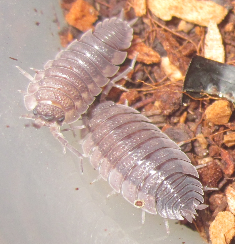 Oniscus asellus vs. Porcellio scaber? P.scaber%25231