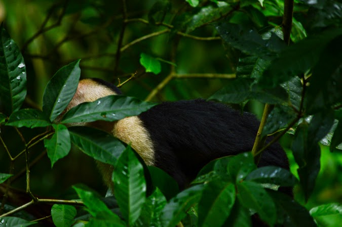 Costa Rica Wildlife