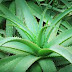Aloe Vera Gel for Hair, How To Use Aloe Vera Gel for Hair