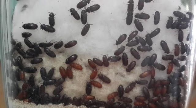 Cara Budidaya semut Jepang