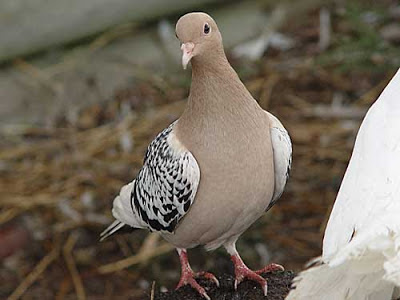 Nuremberg Lark pigeon