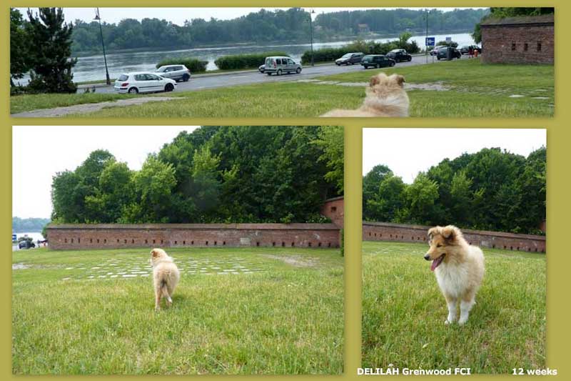 Zapiski Przyjaciela Collie Czerwca 2011
