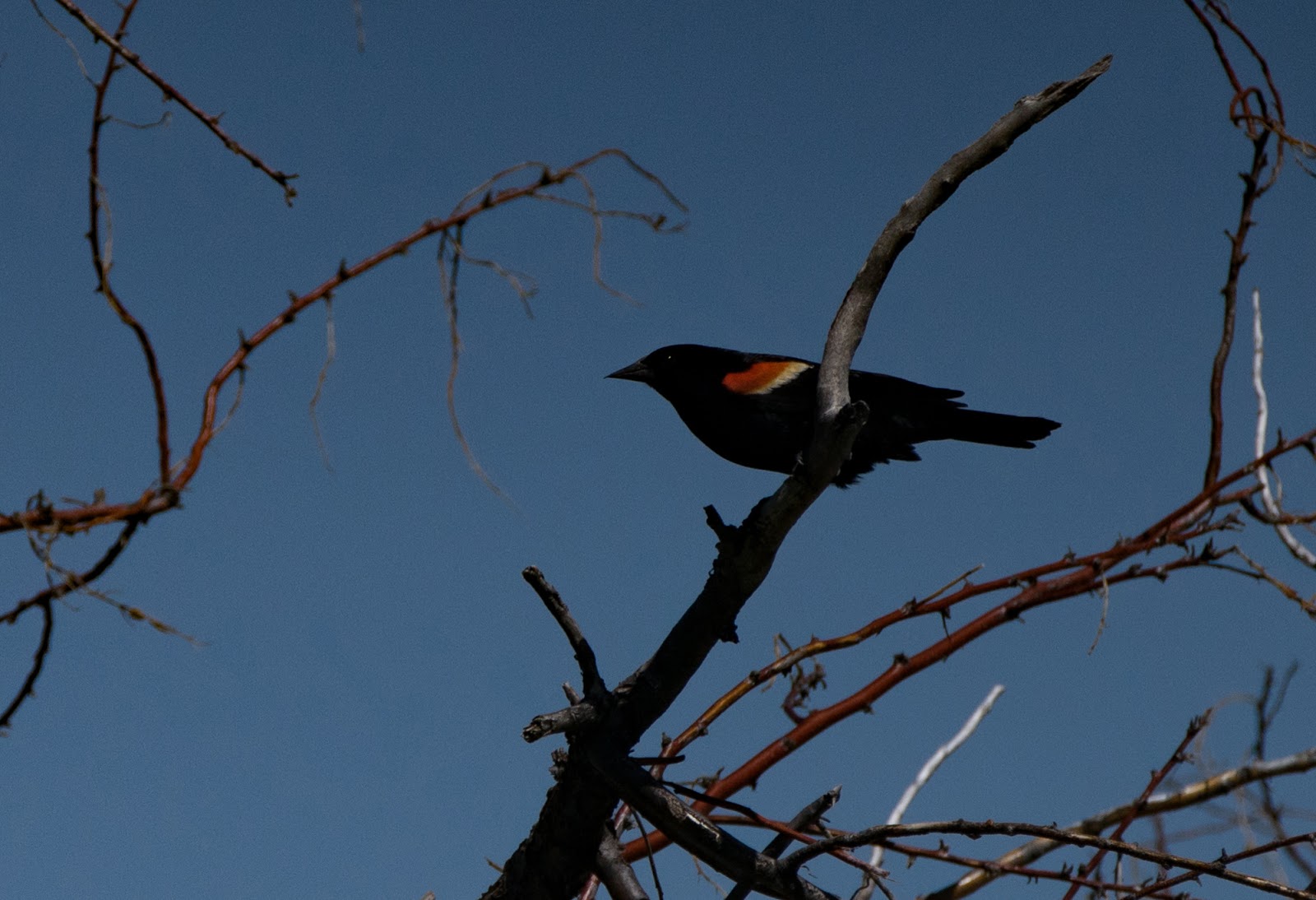 Bowdoin Wildlife Preserve