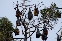 bats fruit bat trees hanging flying roosting indian tree things fox grow animals foxes bird groups greater bali hang sydney
