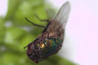 Very close view of dead housefly.