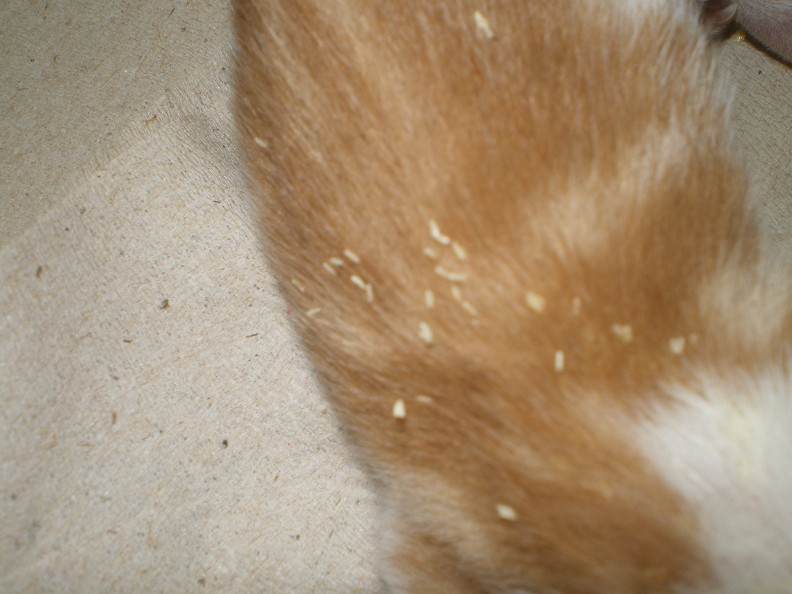 Kleintierpraxis Gusborn Dr. Reinhard Goy Zwei Tage alte Kätzchen