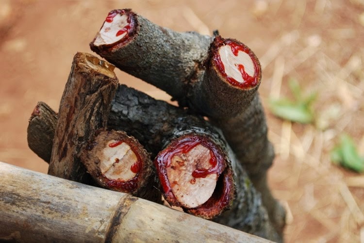 Bloodwood Tree | The tree oozes dark red colored sap bloodwood, red bloodwood, red bloodwood tree, bloodwood wood, bloodwood logs, bloodwood tree red sap, blood tree sap, tree that bleeds red sap, red sap tree, bloodwood logs, trees with red sap, pterocarpus tree,