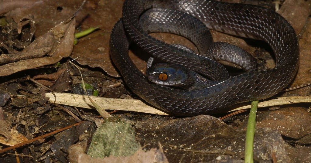 Ular Asli Indonesia Asthenodipsas vertebralis