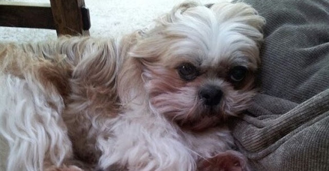Sinais que indicam que seu shih tzu está com câncer