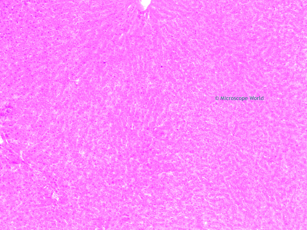 Microscope World Blog Liver Under the Microscope