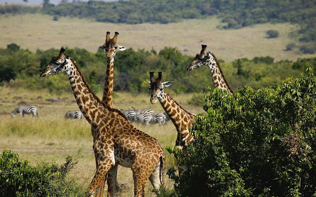 Wallpaper with a picture of a group of giraffes and bushes